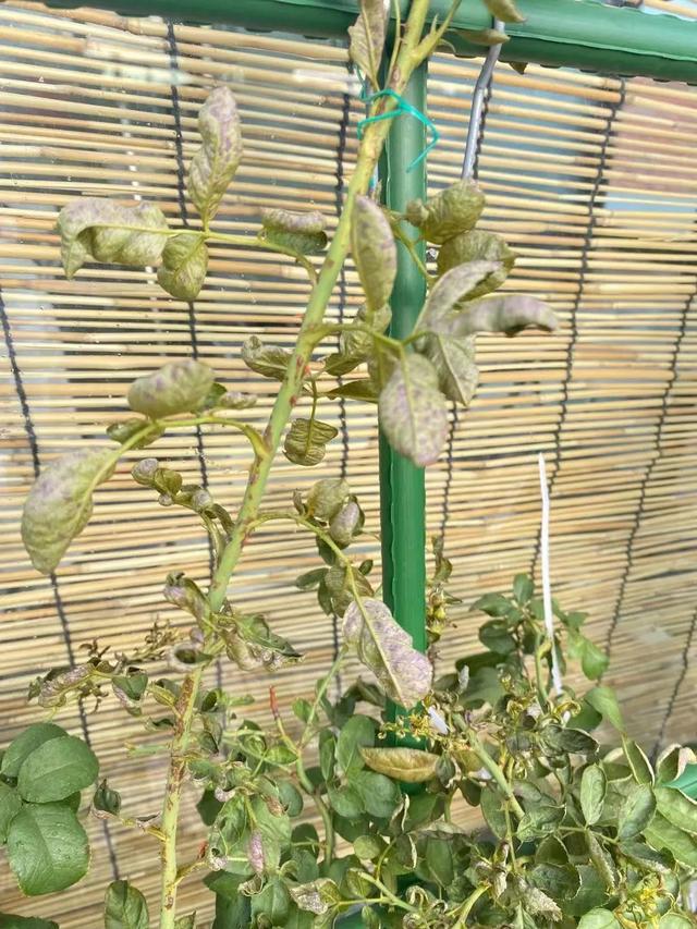 害虫的危害和防治方法，防治蚜虫、粉虱、飞虱最经典的药剂