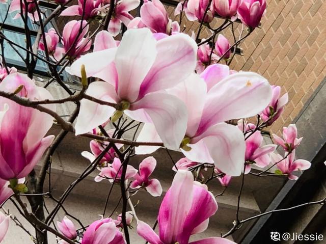 春夏秋冬四季什么花好看，这十种花几乎一年四季都开花