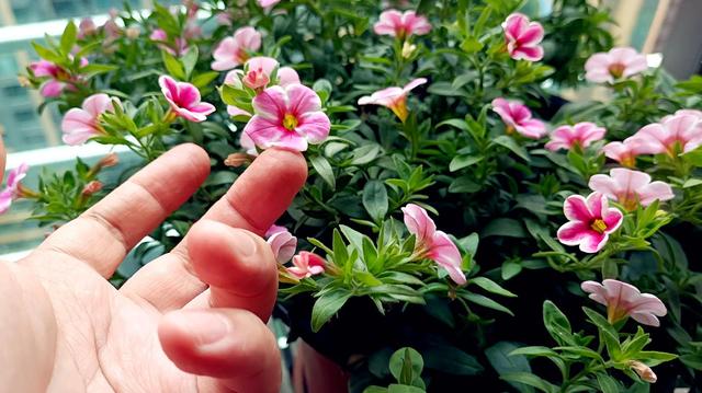 四季开花的植物，四季开花的6种植物（5种四季开花的植物）