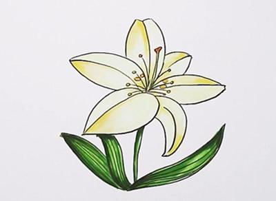 百合花怎么画简笔画，花卉简笔画教程