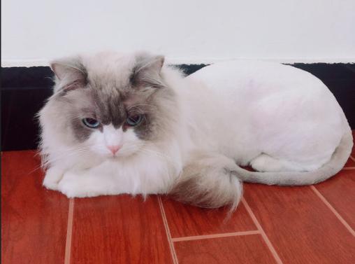 猫咪讨厌你的表现，猫咪讨厌你的五个表现（猫咪出现这6种“现象”）