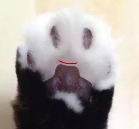 如何从猫咪的肉垫看出性格，猫咪的肉垫形状
