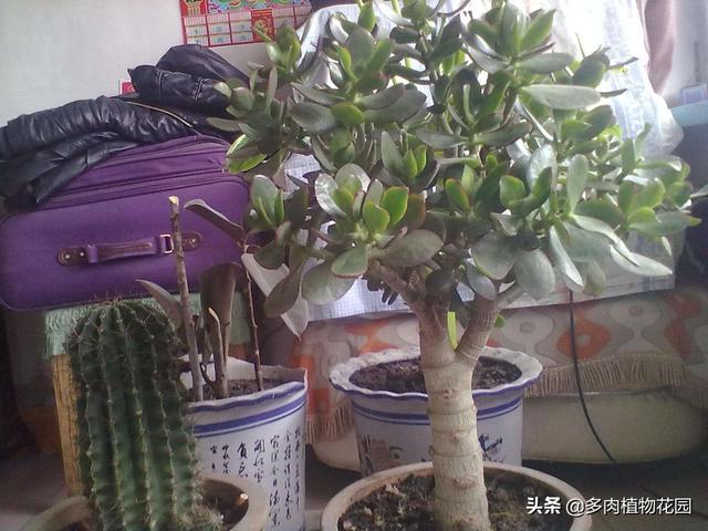 燕子掌这样养护，燕子掌的养殖方法和注意事项