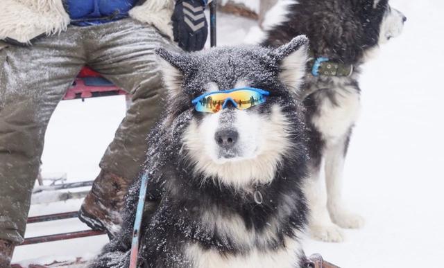 雪橇犬三傻是哪三傻，雪橇三傻分别是什么狗（“雪橇三傻”到底谁最“傻”）