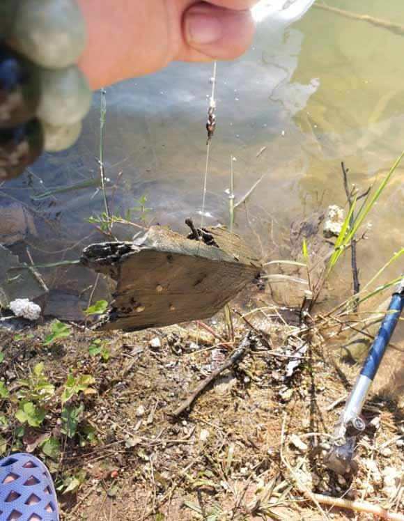 观赏鱼可爱又好看的是什么鱼，原来金波子才是最受欢迎观的赏鱼