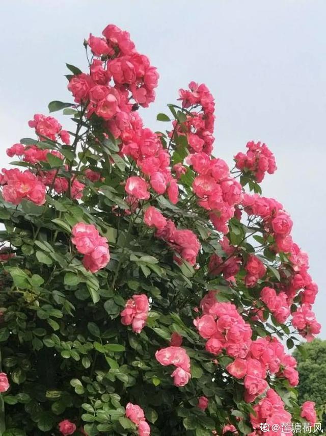 春夏秋冬四季什么花好看，这十种花几乎一年四季都开花