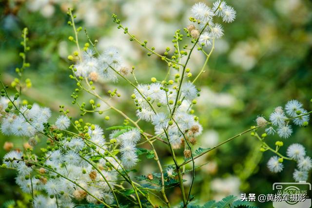 世界上最漂亮的薰衣草花，世界上十大绝美花海