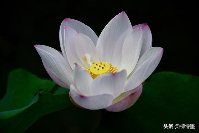 荷花拍照10个技巧，帮你把荷花拍得不一般
