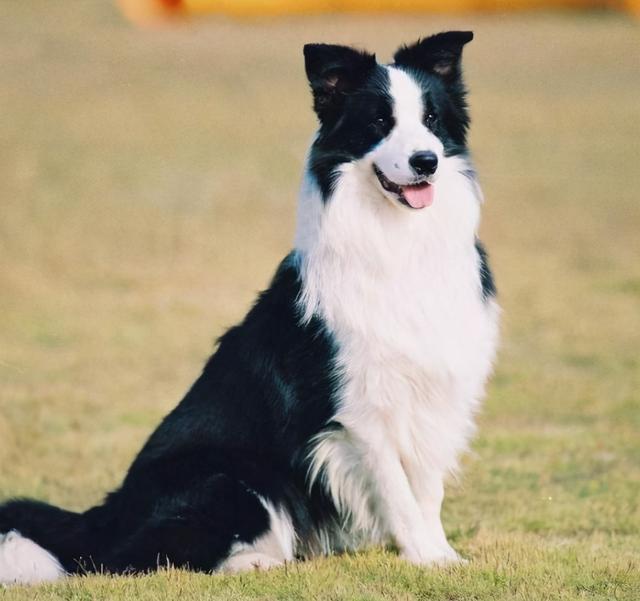 可爱聪明又调皮的狗狗排行榜，前5位最“聪明”的狗狗