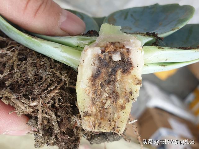 多肉植物玉蝶怎么养新手必看，记好3点养护细节