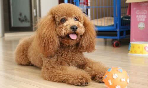 都说小型犬寿命长，泰迪犬正常寿命