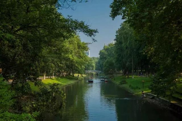 武汉大学的樱花，武汉大学赏樱花去哪里（报！武汉大学早樱开了）