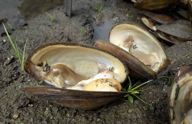 河蚌汤怎么煮好吃，做一锅汤浓味美的河蚌排骨汤