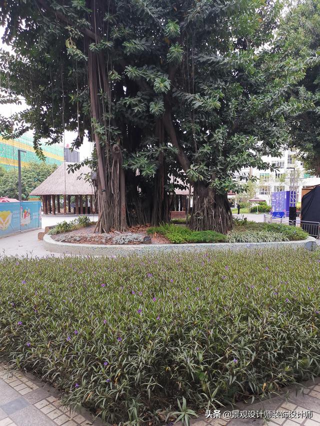 深圳市南山区中山公园，广东省深圳市中山公园