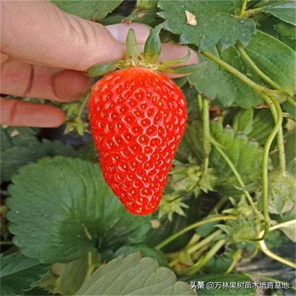 隋珠草莓品种介绍，济宁隋珠草莓苗信息（草莓界的爱马仕‘隋珠草莓苗’品种口感香甜耐运输的一种草莓品种）
