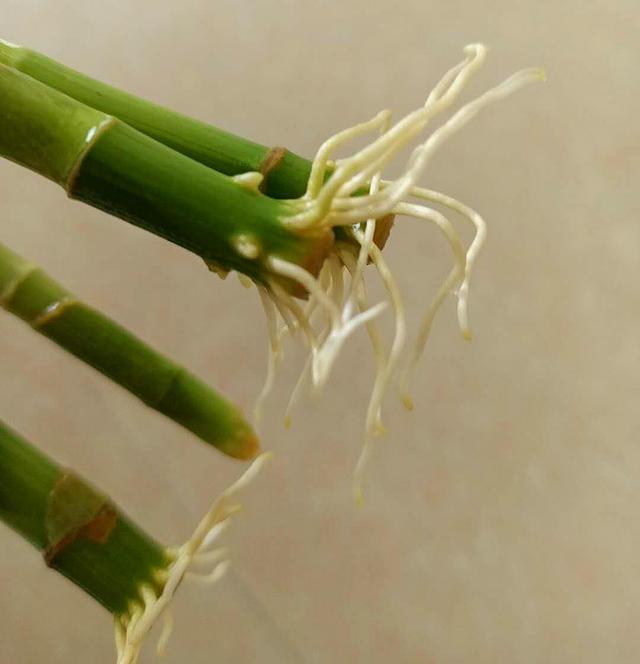 富貴竹黃葉怎么辦,富貴竹黃葉怎樣解決(針對解決方法,白根綠葉呼呼長) 富貴竹黃葉怎么辦,富貴竹黃葉怎樣解決(針對解決方法,白根綠葉呼呼長)