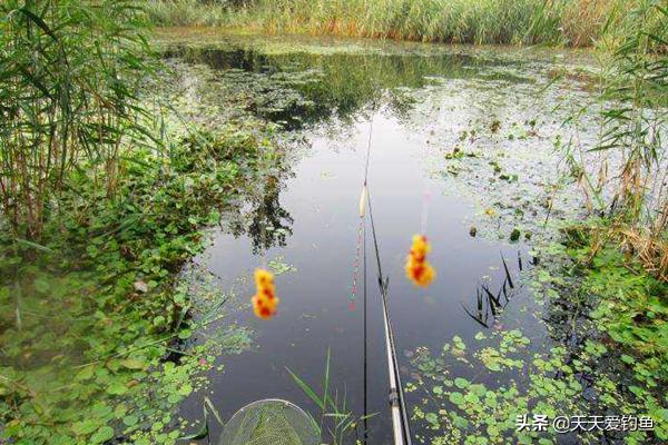 春钓鲫鱼绝密技巧，春钓鲫鱼切勿到了水边就开钓