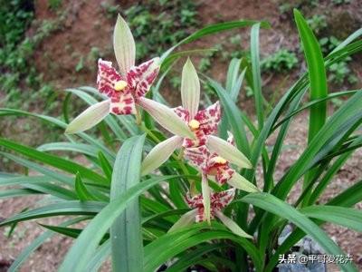 兰花不开花抓住2个，兰花怎么开花快速爆盆