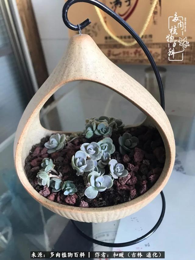 买肉，买肉的正确方法和注意事项