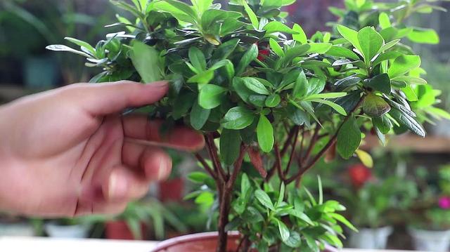 杜鹃花开时如何养护，杜鹃开败了春天3个