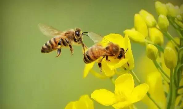 春的别称一个字，春天的称呼大全