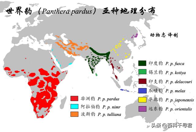 美洲豹是花豹的一种吗，辟谣：猎豹、美洲豹都不是豹