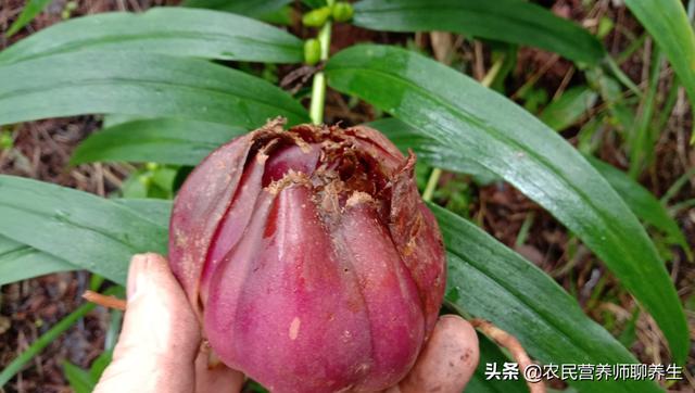 高大的野生百合，紫红色野百合珍贵吗