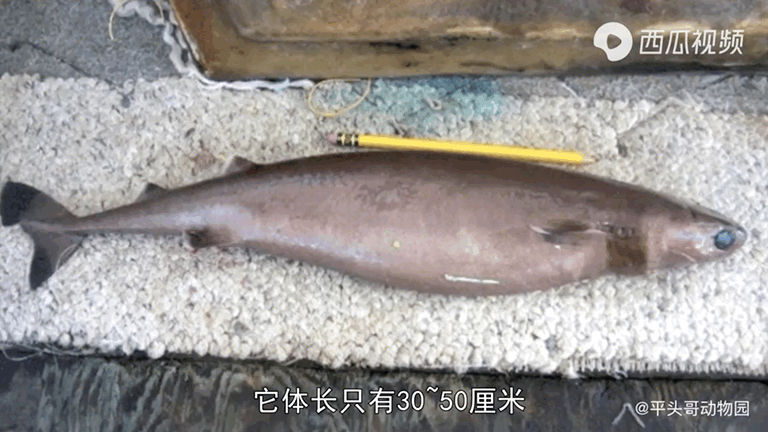 吸血的动物有哪些，最凶狠的十种吸血动物