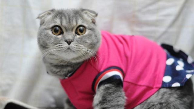 养猫的人容易得什么病，养猫容易得什么病（网友：我得了好几种病）