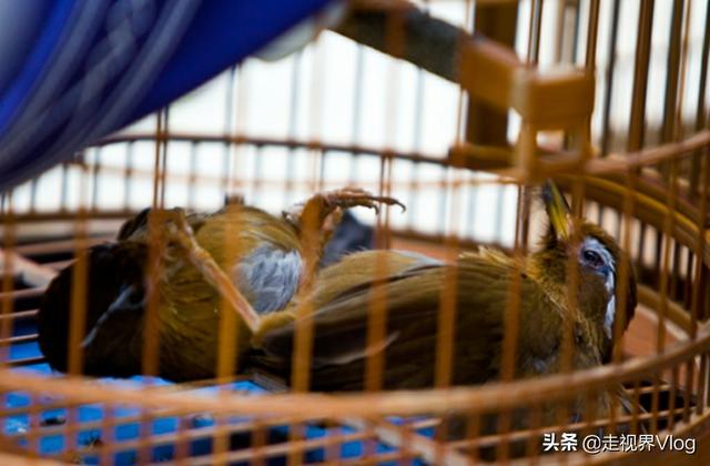 怎样训练画眉鸟斗鸟，画眉斗鸟的训练方法