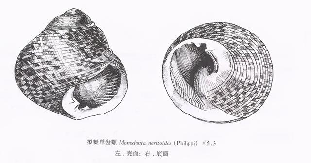 花螺有寄生虫吗，不能吃的10种螺