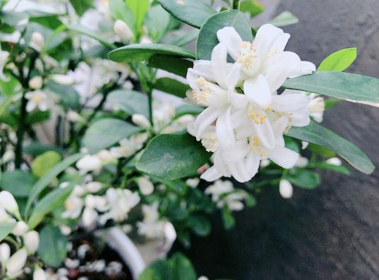 能吃的树花有几种，看到10种花别说不认识