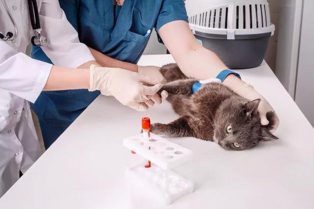 猫咪吃什么东西能危害到生命，别再给猫咪吃这些食物