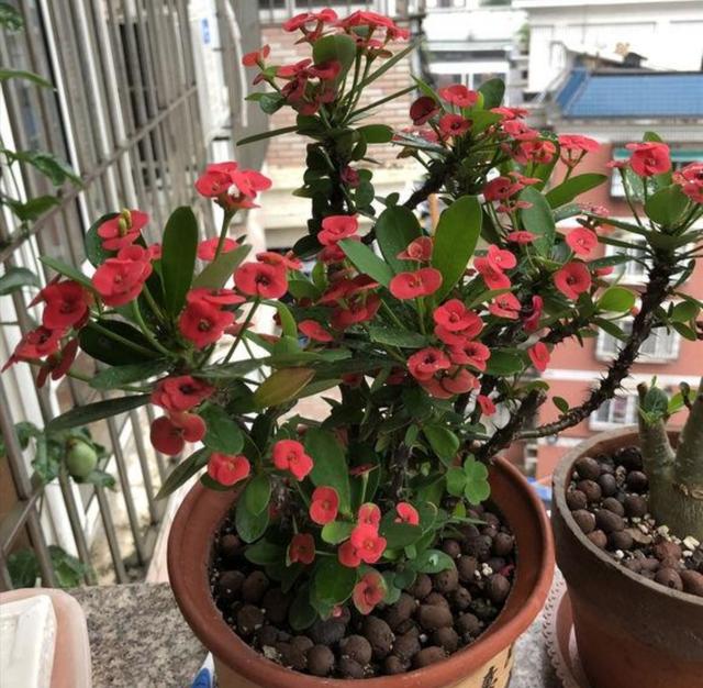 30种适合懒人养的花夏季，蹭蹭疯长、爆盆