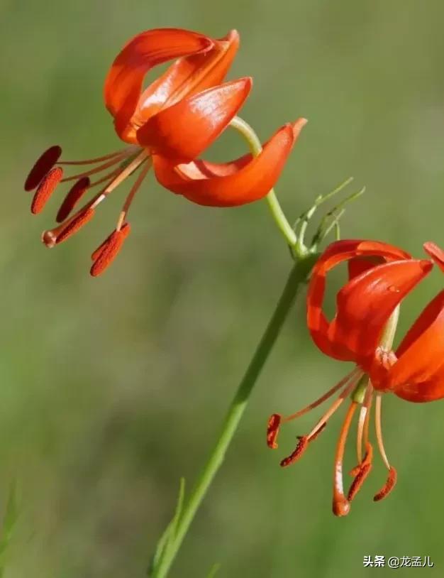 春天最美的花火红的萨日朗，火红的萨日朗为什么是草原上最美的花呢