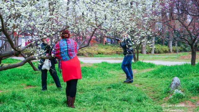 蜡梅与腊梅的区别，蜡梅是梅花吗究竟是（腊梅花与蜡梅有什么区别）