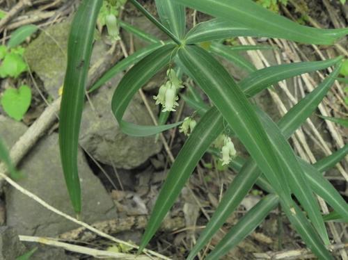 山姜和野生姜有什么区别，农村有一种姜叫