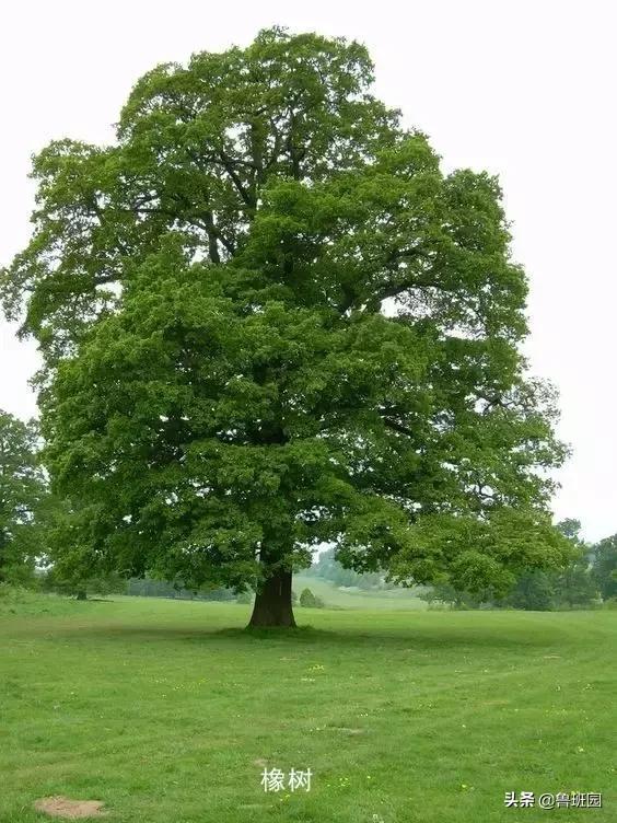 橡木相关知识，记得收藏这篇文章备用