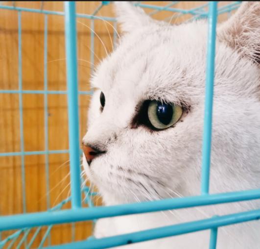 猫咪讨厌你的表现，猫咪讨厌你的五个表现（猫咪出现这6种“现象”）