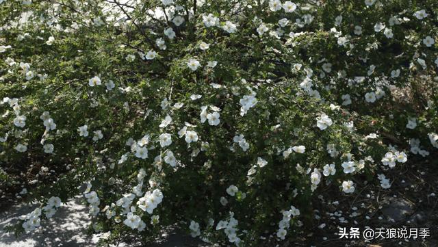 蔷薇月季的优缺点，家里来盆蔷薇花