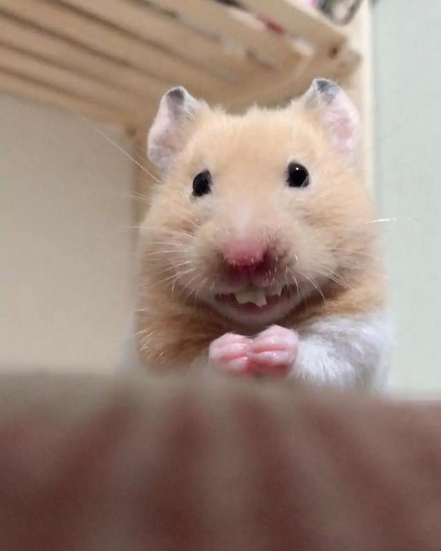 小仓鼠怎么喝水，小仓鼠不知道怎么喝水该怎么办（会严重影响仓鼠的健康）