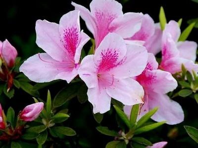 杜鹃花耐寒吗，你只需做好这几点