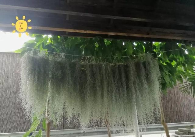 庭院中种什么爬藤花，院子里如果想搭设花廊架