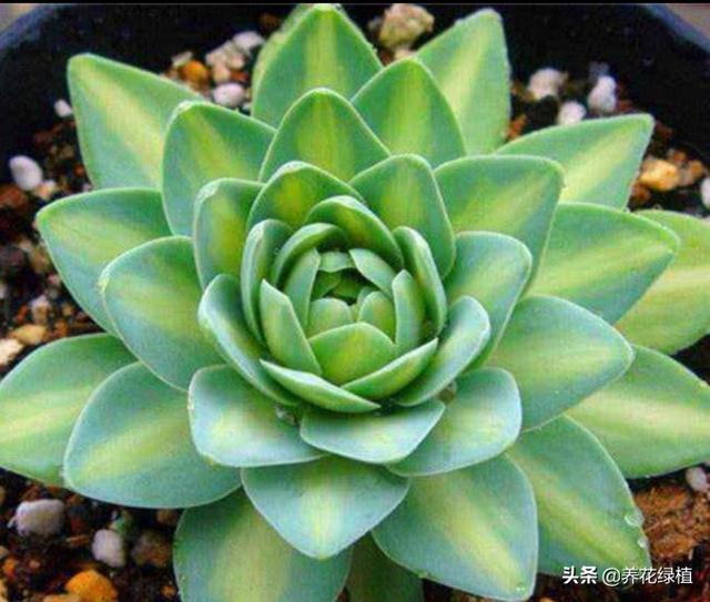 多肉换盆后需要注意哪些事项，多肉植物现在换盆正当时