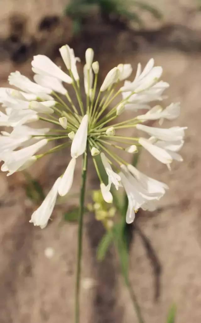 一年四季都有什么花开花期，100种花开时间表组图