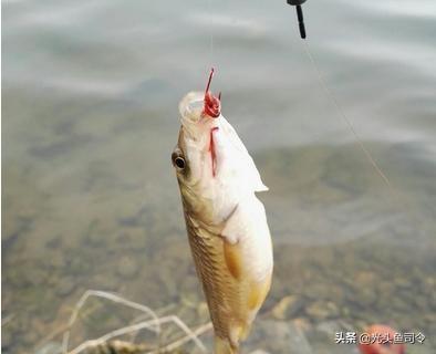 野钓七星漂朝天钩最佳方法，长竿短线七星漂朝天钩