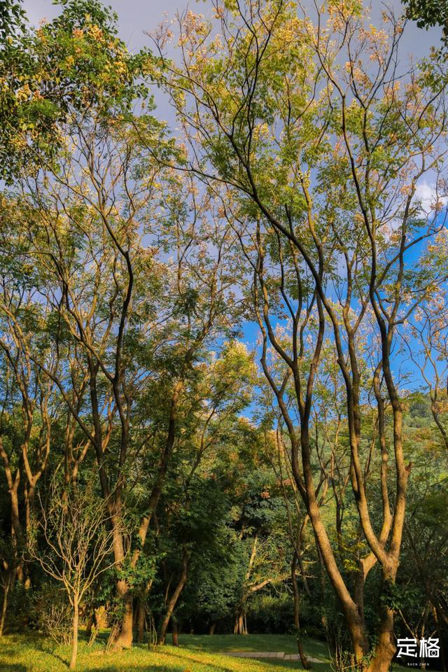 莲花山公园 网红打卡地，莲花山公园又红了