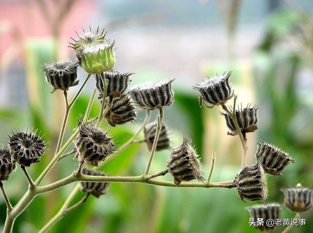 天高云淡五谷丰登都与什么有关，人人祈求五谷丰登