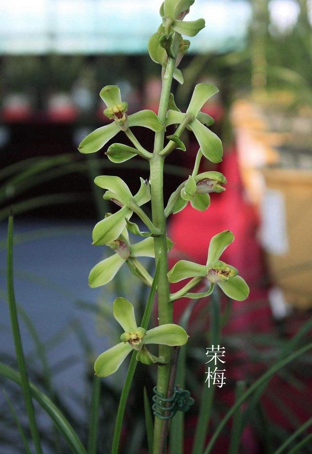 蕙兰老八种哪个是清香型，蕙兰的新八种赏析