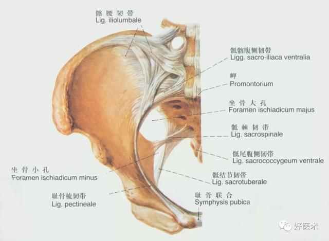 韧带结构图详解，90条韧带的精细解剖